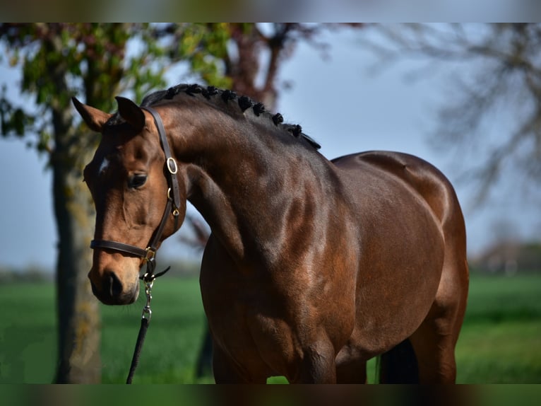 Mecklenburg Warmblood Mare 8 years 16.1 hh Brown in Budapest