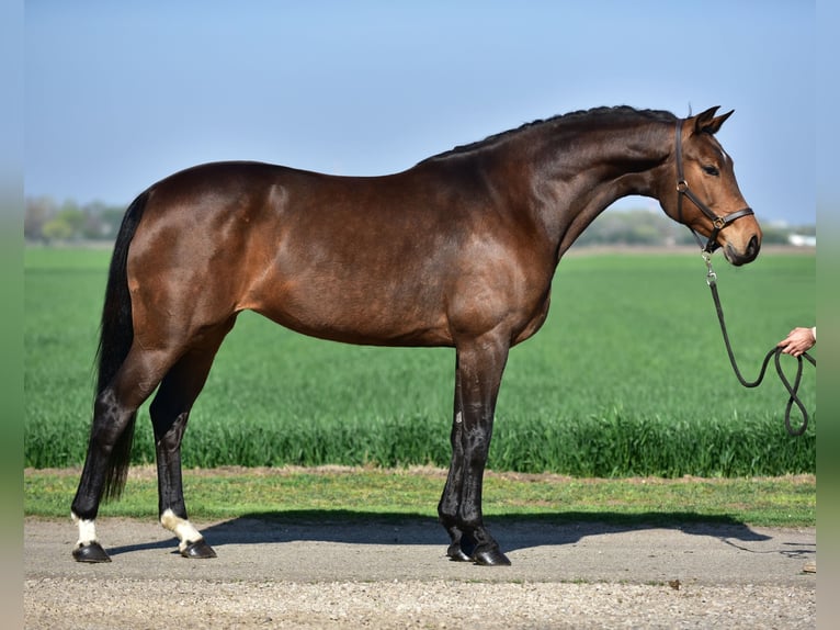 Mecklenburg Warmblood Mare 8 years 16.1 hh Brown in Budapest