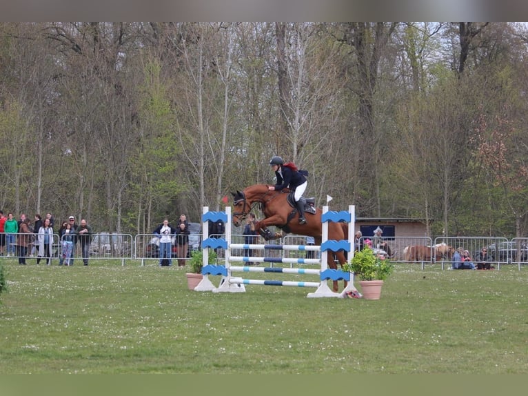 Mecklenburg Warmblood Mare 8 years 16,1 hh Chestnut-Red in Insel Poel