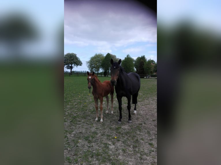 Mecklenburg Warmblood Mare 8 years 16,1 hh Chestnut-Red in Insel Poel