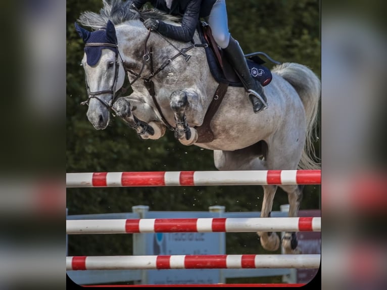 Mecklenburg Warmblood Mare 8 years 16 hh Grey in Aitrach