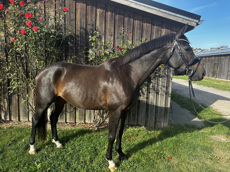 Mecklenburg Warmblood Mix Mare 8 years 16,1 hh Bay-Dark in Valluhn