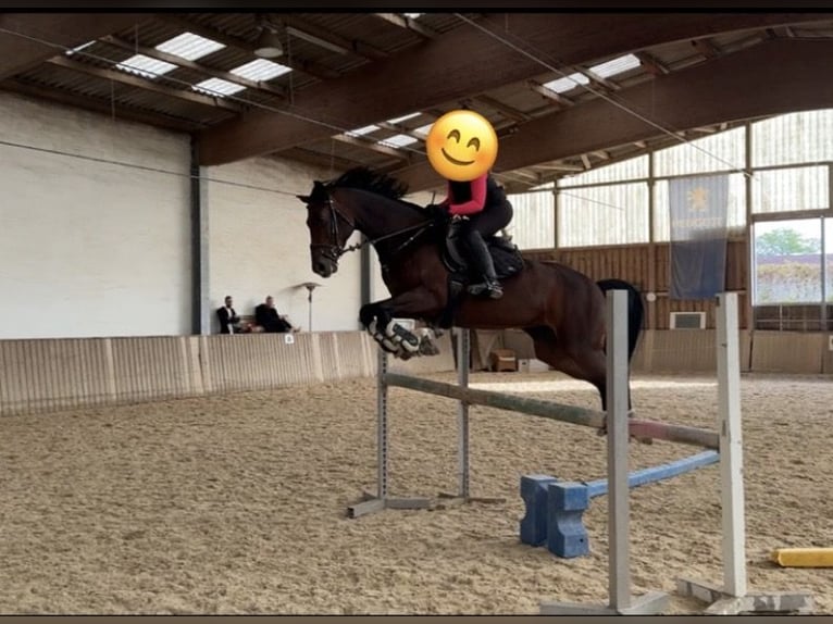Mecklenburg Warmblood Mare 8 years 16,1 hh Brown in Neumarkt in der Oberpfalz