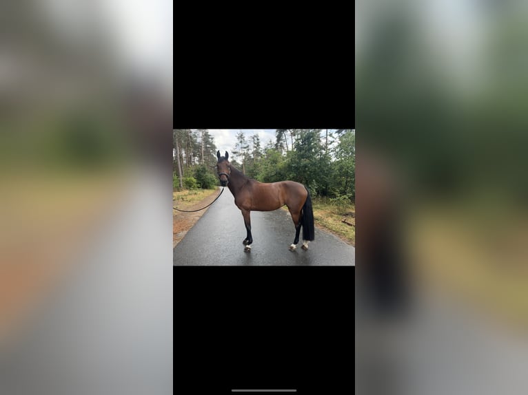 Mecklenburg Warmblood Mare 8 years 16,1 hh Brown in Neumarkt in der Oberpfalz