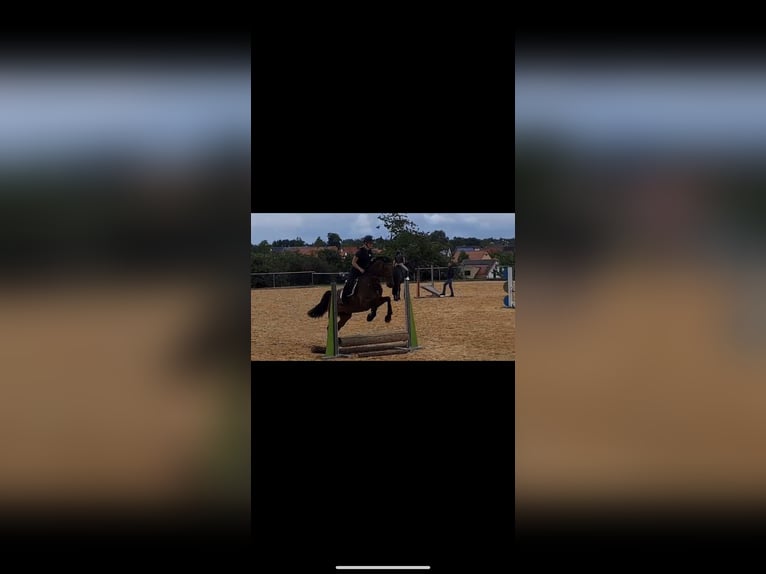 Mecklenburg Warmblood Mare 8 years 16,1 hh Brown in Neumarkt in der Oberpfalz