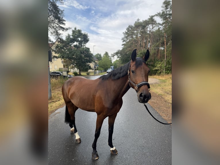 Mecklenburg Warmblood Mare 8 years 16,1 hh Brown in Neumarkt in der Oberpfalz