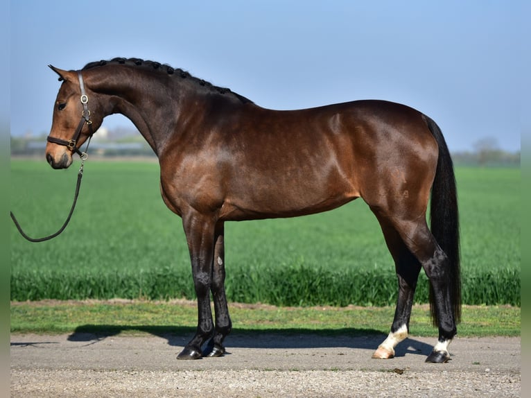 Mecklenburg Warmblood Mare 8 years 16,1 hh Brown in Budapest