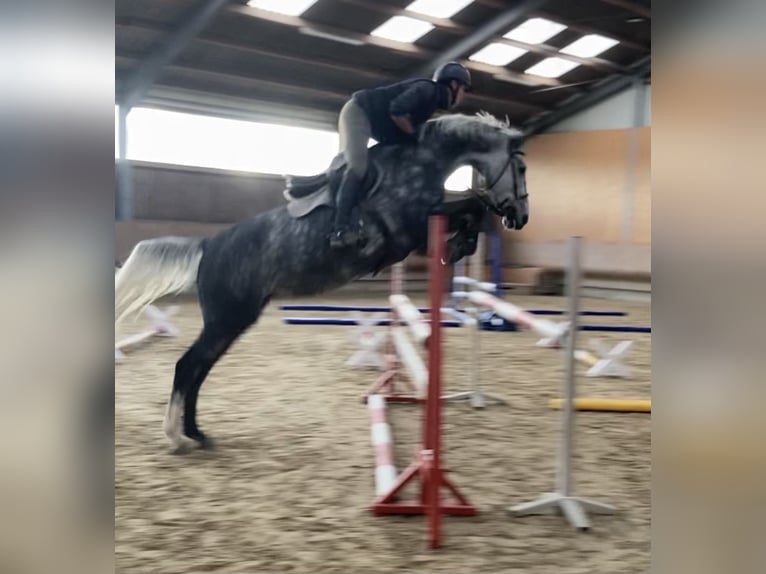 Mecklenburg Warmblood Mare 8 years 16,3 hh Grey in Bremen