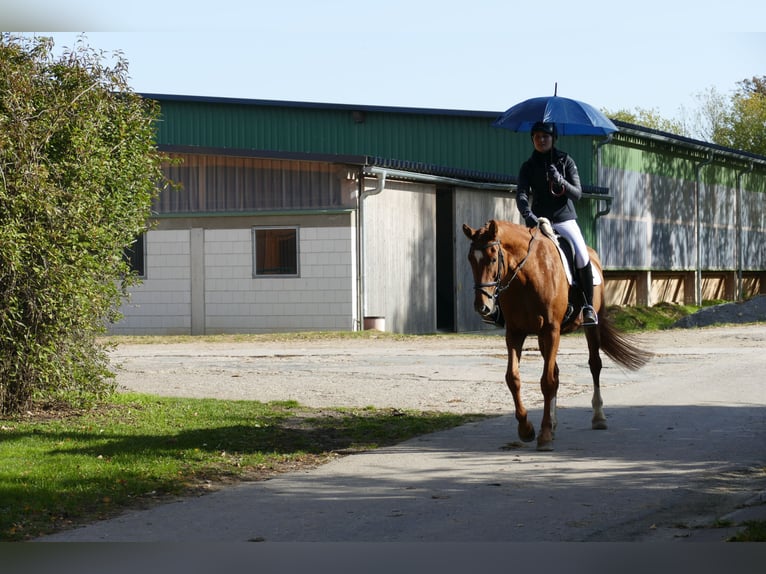 Mecklenburg Warmblood Mare 8 years 17,1 hh Chestnut-Red in Ganschow