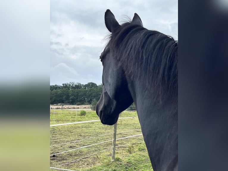 Mecklenburg Warmblood Mare 9 years 15.2 hh Black in Winsen (Luhe)