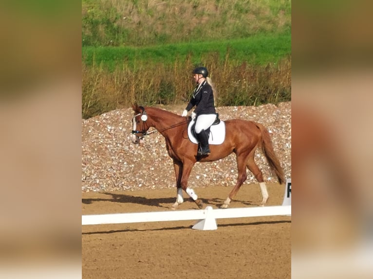 Mecklenburg Warmblood Mare 9 years 16,1 hh Chestnut-Red in Satow