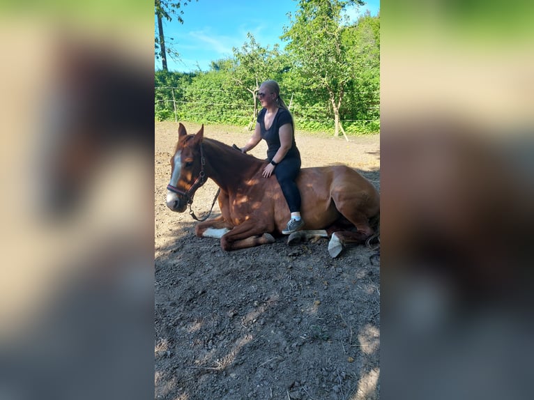 Mecklenburg Warmblood Mare 9 years 16,1 hh Chestnut-Red in Satow