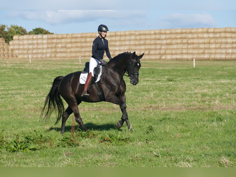 Mecklenburg Warmblood Mare 9 years 16.2 hh Black in Ganschow