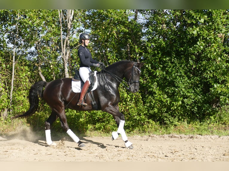 Mecklenburg Warmblood Mare 9 years 16.2 hh Black in Ganschow