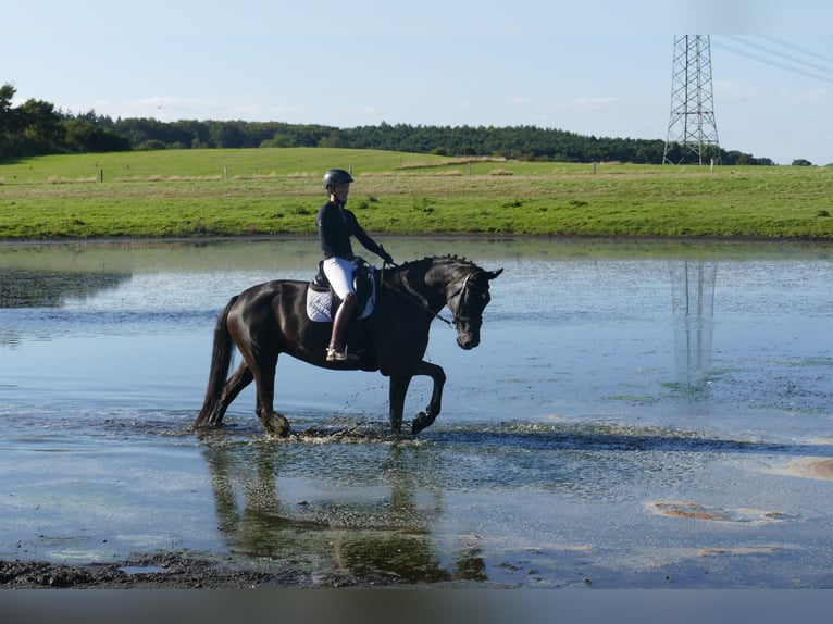 Mecklenburg Warmblood Mare 9 years 16.2 hh Black in Ganschow