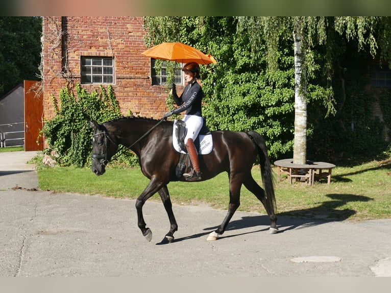 Mecklenburg Warmblood Mare 9 years 16.2 hh Black in Ganschow