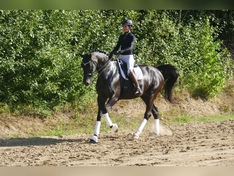 Mecklenburg Warmblood Mare 9 years 16.2 hh Black in Ganschow