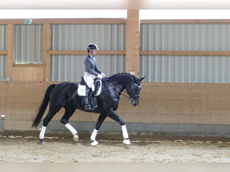 Mecklenburg Warmblood Mare 9 years 16.2 hh Black in Ganschow