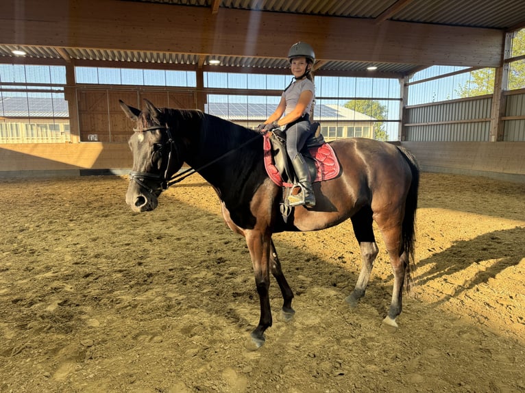 Mecklenburg Warmblood Mare 9 years 16.2 hh Black in Ganschow