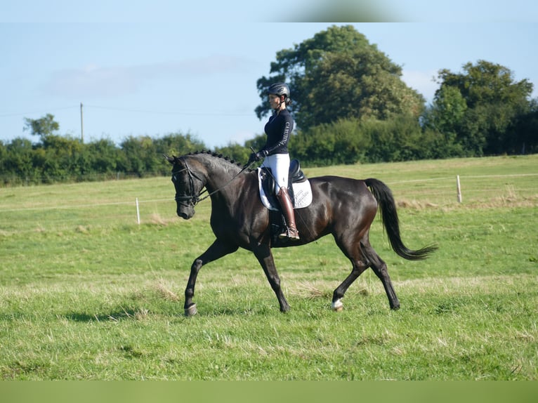 Mecklenburg Warmblood Mare 9 years 16.2 hh Black in Ganschow