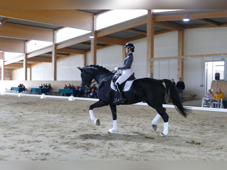 Mecklenburg Warmblood Mare 9 years 16.2 hh Black in Ganschow
