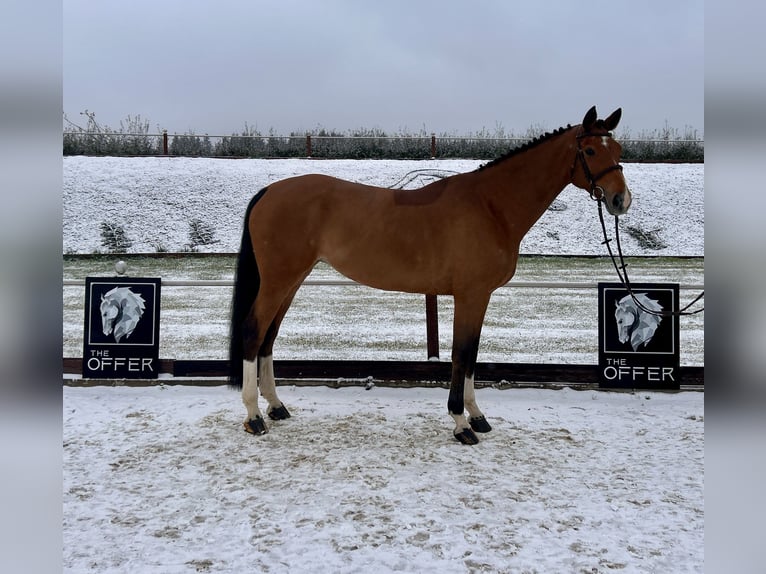 Mecklenburg Warmblood Mare 9 years 16,2 hh Brown in Mengen