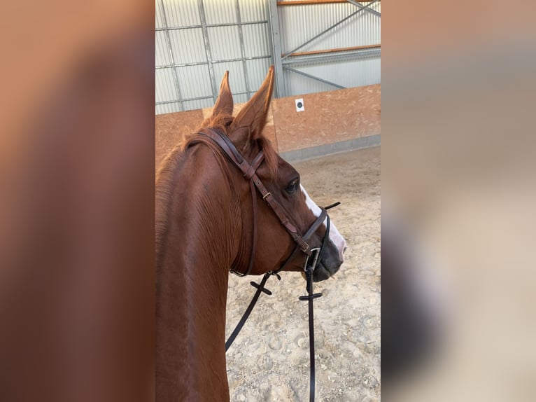 Mecklenburg Warmblood Mare 9 years 16 hh Chestnut-Red in Bettingen