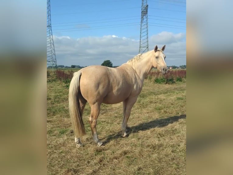 Mecklenburg Warmblood Mare 9 years 16 hh Palomino in Seester