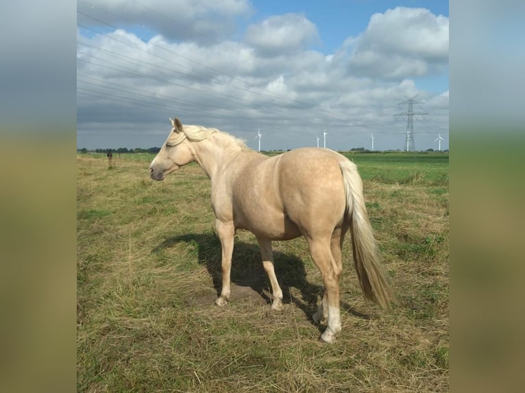 Mecklenburg Warmblood Mare 9 years 16 hh Palomino in Seester