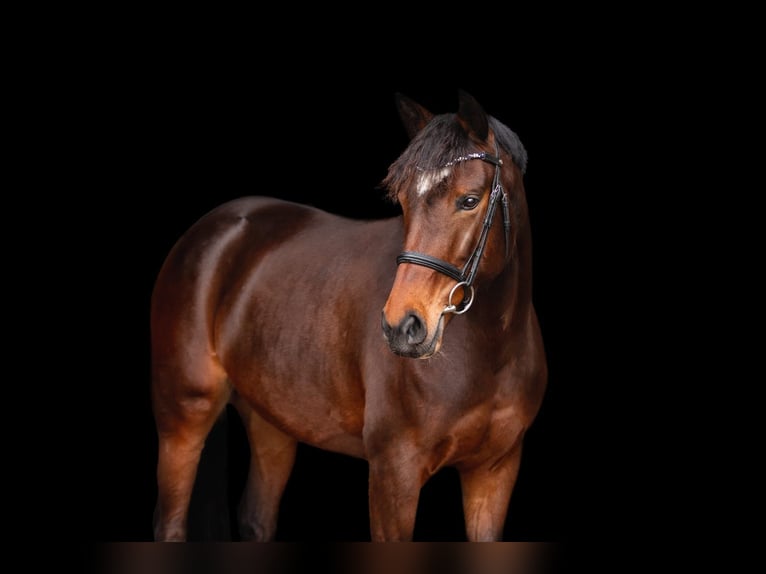 Mecklenburg Warmblood Mare 9 years 16,1 hh Brown in Havixbeck