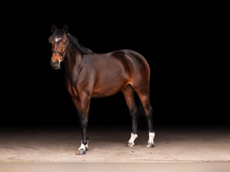 Mecklenburg Warmblood Mare 9 years 16,1 hh Brown in Havixbeck