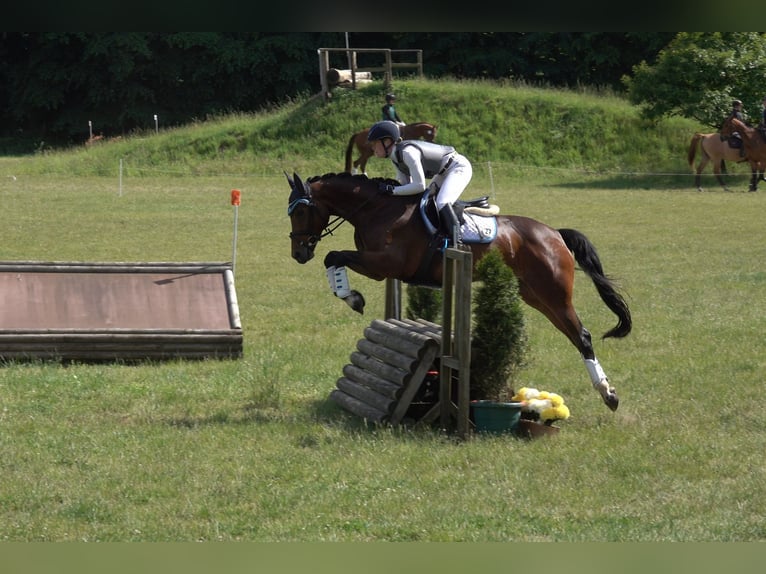 Mecklenburg Warmblood Mare 9 years 16,1 hh Brown in Havixbeck