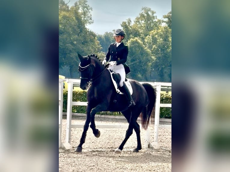 Mecklenburg Warmblood Mare 9 years 16,2 hh Black in Ganschow