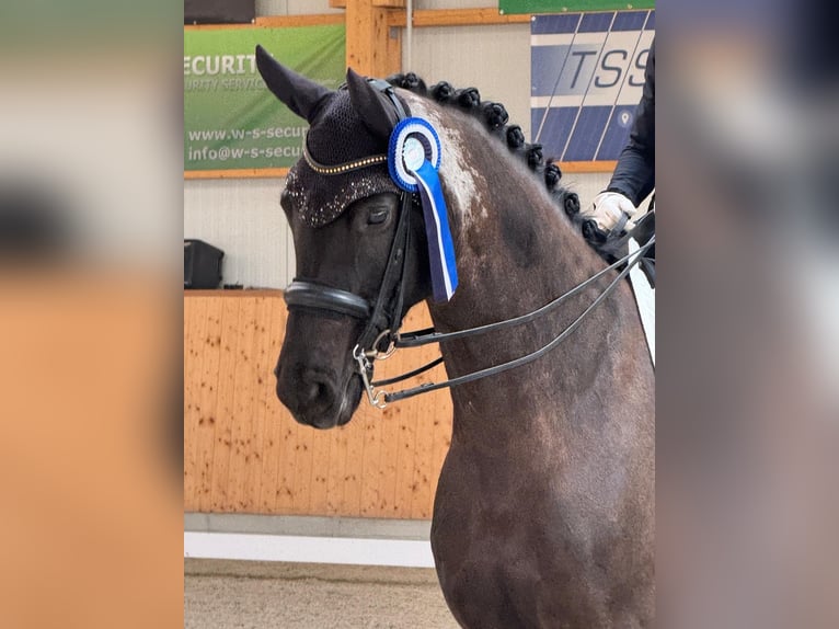 Mecklenburg Warmblood Mare 9 years 16,2 hh Black in Ganschow
