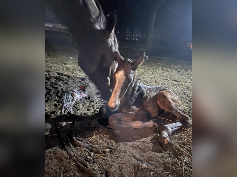 Mecklenburg Warmblood Mare Foal (04/2025) 14,1 hh Bay-Dark in Bresegard