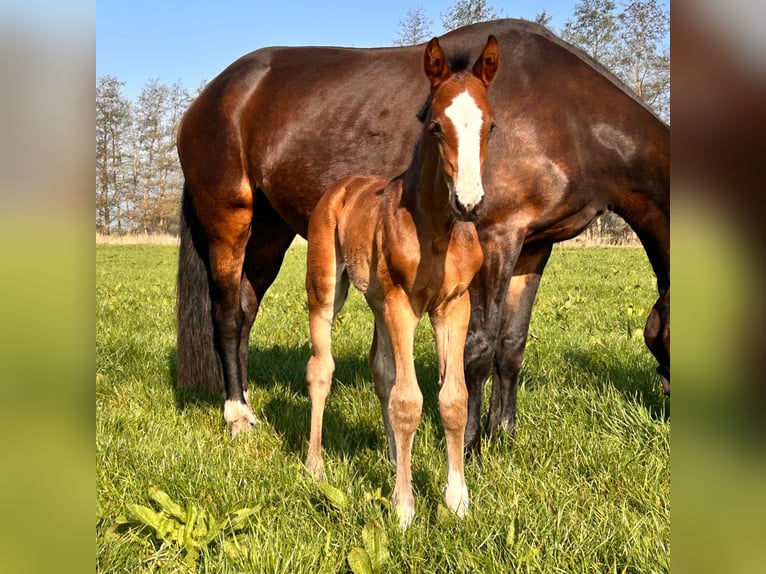 Mecklenburg Warmblood Mare Foal (04/2025) 14,1 hh Bay-Dark in Bresegard