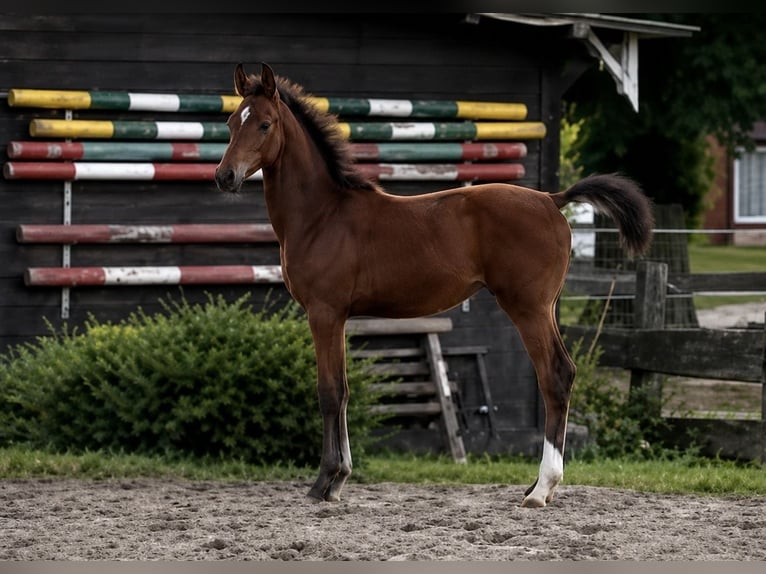 Mecklenburg Warmblood Mare Foal (03/2026) 15.3 hh Brown in WarnowKleinRaden