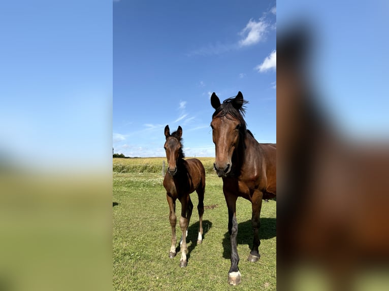 Mecklenburg Warmblood Mare Foal (05/2026) 16.1 hh Bay-Dark in Klein Raden