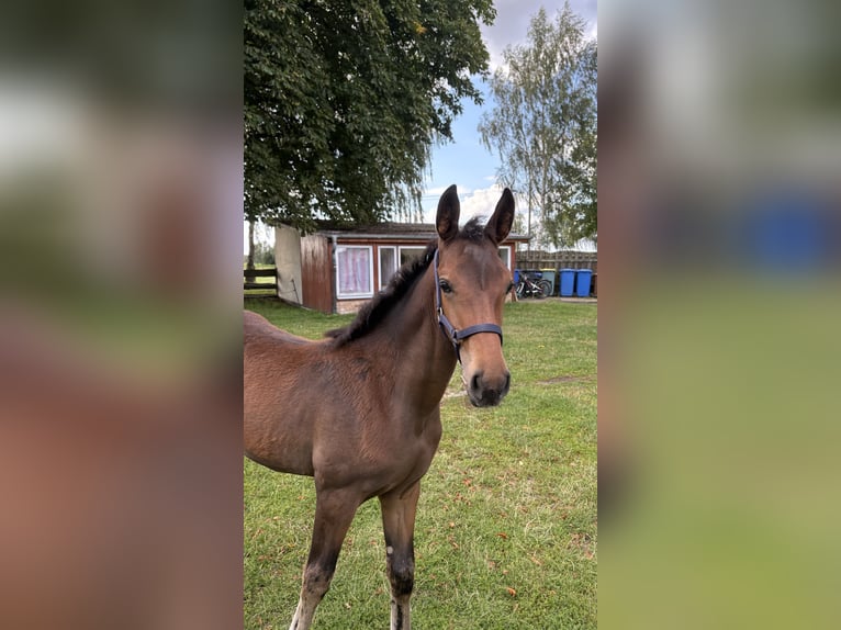 Mecklenburg Warmblood Mare Foal (05/2026) 16.1 hh Bay-Dark in Klein Raden