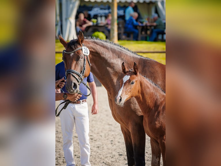 Mecklenburg Warmblood Mare Foal (04/2026) 16 hh Brown in Blumenholz