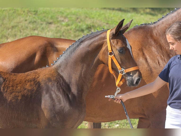 Mecklenburg Warmblood Mare Foal (03/2024) 16 hh Brown in Fahrenwalde