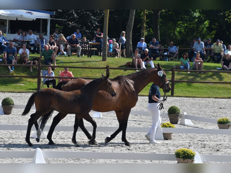 Mecklenburg Warmblood Mare Foal (03/2024) 16 hh Brown in Fahrenwalde