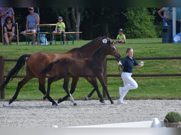 Mecklenburg Warmblood Mare Foal (03/2024) 16 hh Brown in Fahrenwalde