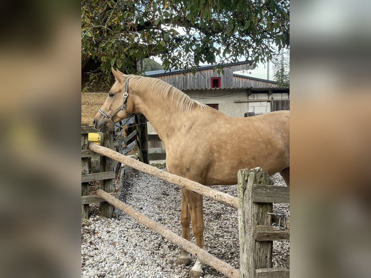 Mecklenburg Warmblood Mare Foal (04/2025) 16 hh Grey in Satow Mecklenburg Warmblood Mare Foal (04/2025) 16 hh Grey in Satow