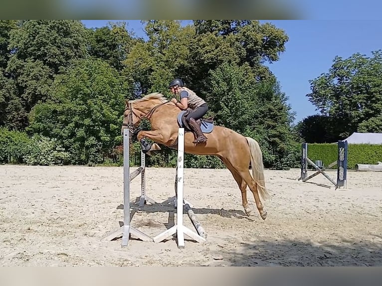 Mecklenburg Warmblood Mare Foal (04/2025) 16 hh Grey in Satow Mecklenburg Warmblood Mare Foal (04/2025) 16 hh Grey in Satow