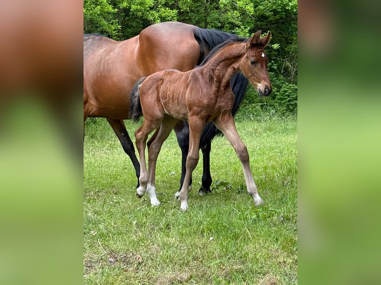 Mecklenburg Warmblood Mare Foal (04/2025) 16,1 hh Brown in Mirow