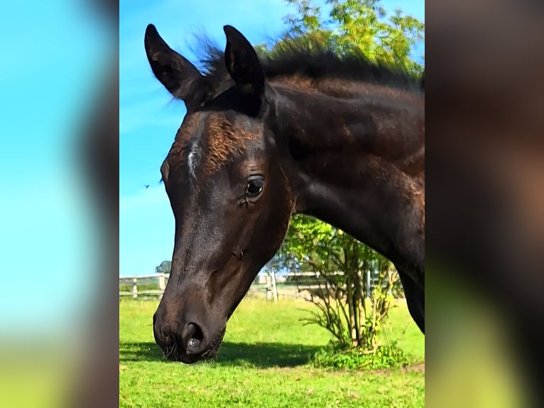 Mecklenburg Warmblood Mare Foal (05/2025) 16,2 hh Black in Blowatz
