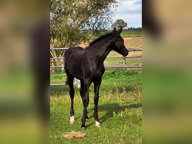 Mecklenburg Warmblood Mare Foal (05/2025) 16,2 hh Black in Blowatz