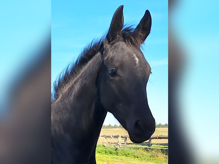 Mecklenburg Warmblood Mare Foal (05/2025) 16,2 hh Black in Blowatz