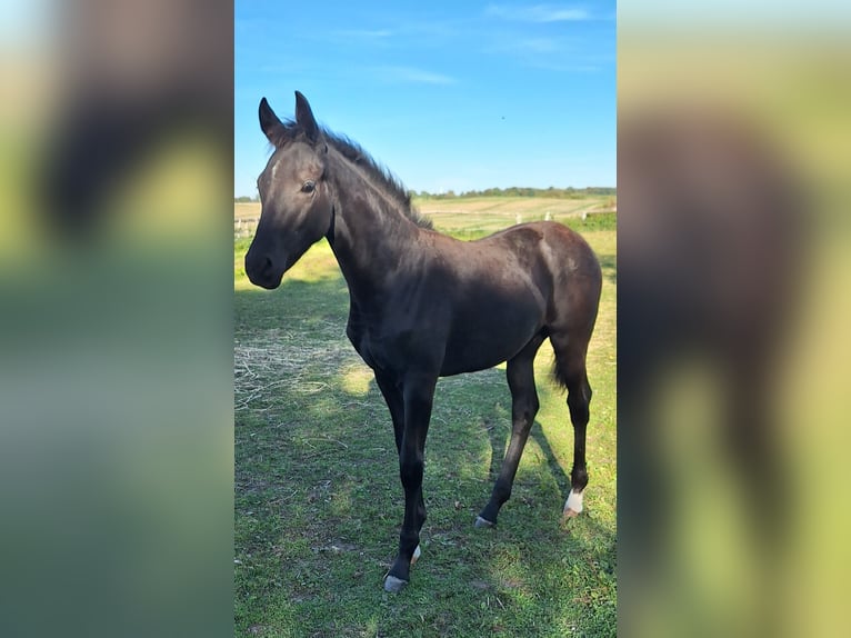 Mecklenburg Warmblood Mare Foal (05/2025) 16,2 hh Black in Blowatz